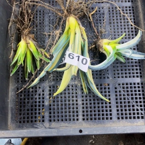 610龙舌兰一物一图如图