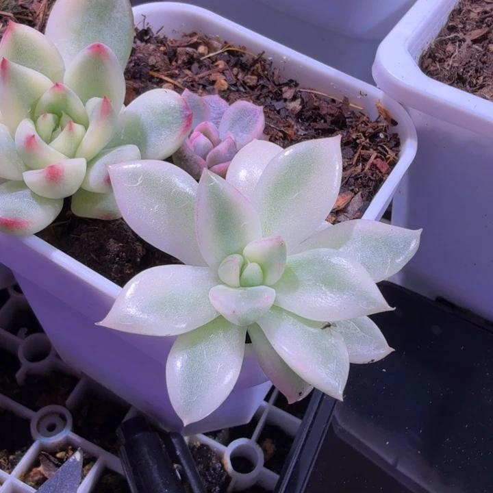罗宾锦多肉植物一物一拍