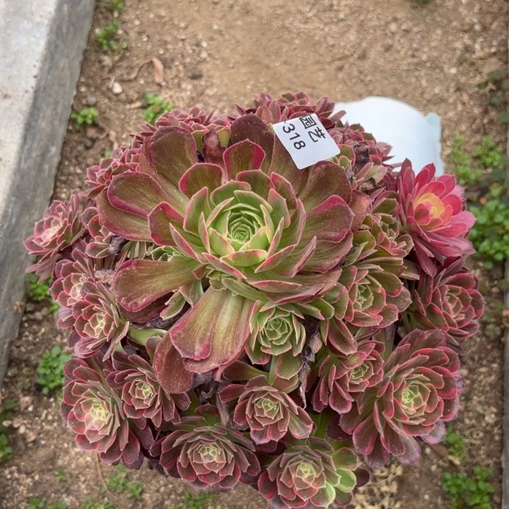 安娜大手捧多都植物318