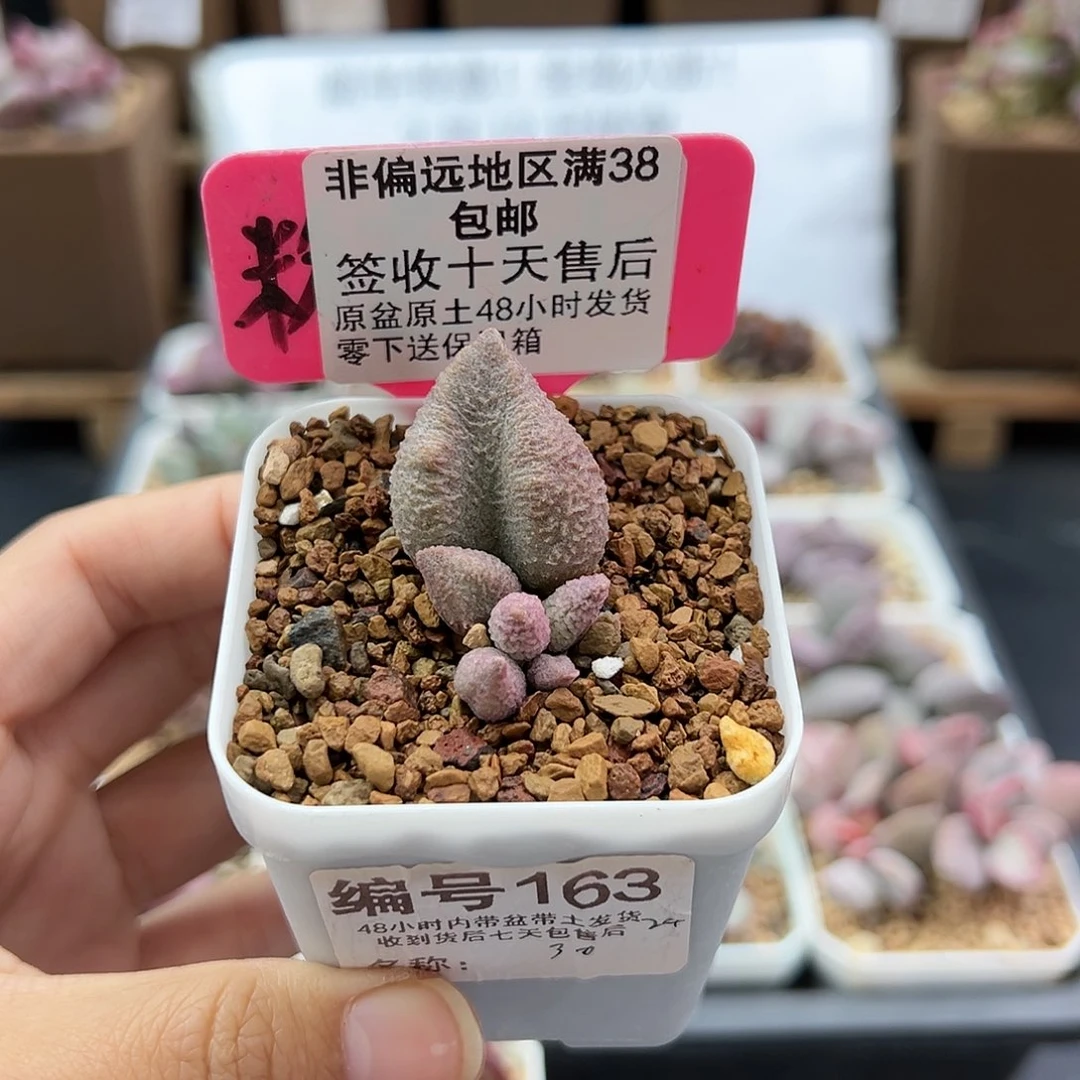 凤****?163融化纹冰淇淋多肉