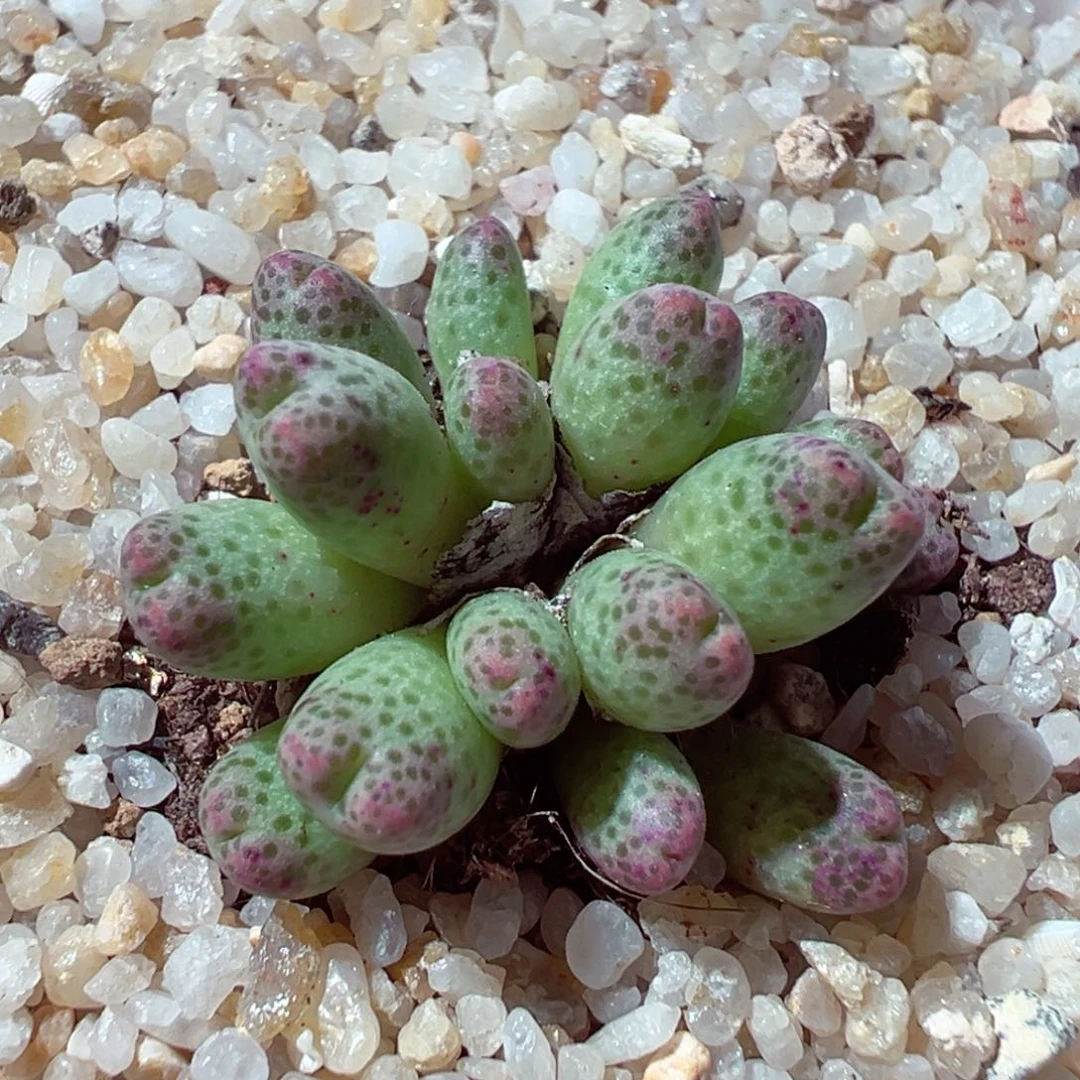 1222-354多肉多日草莓斑马