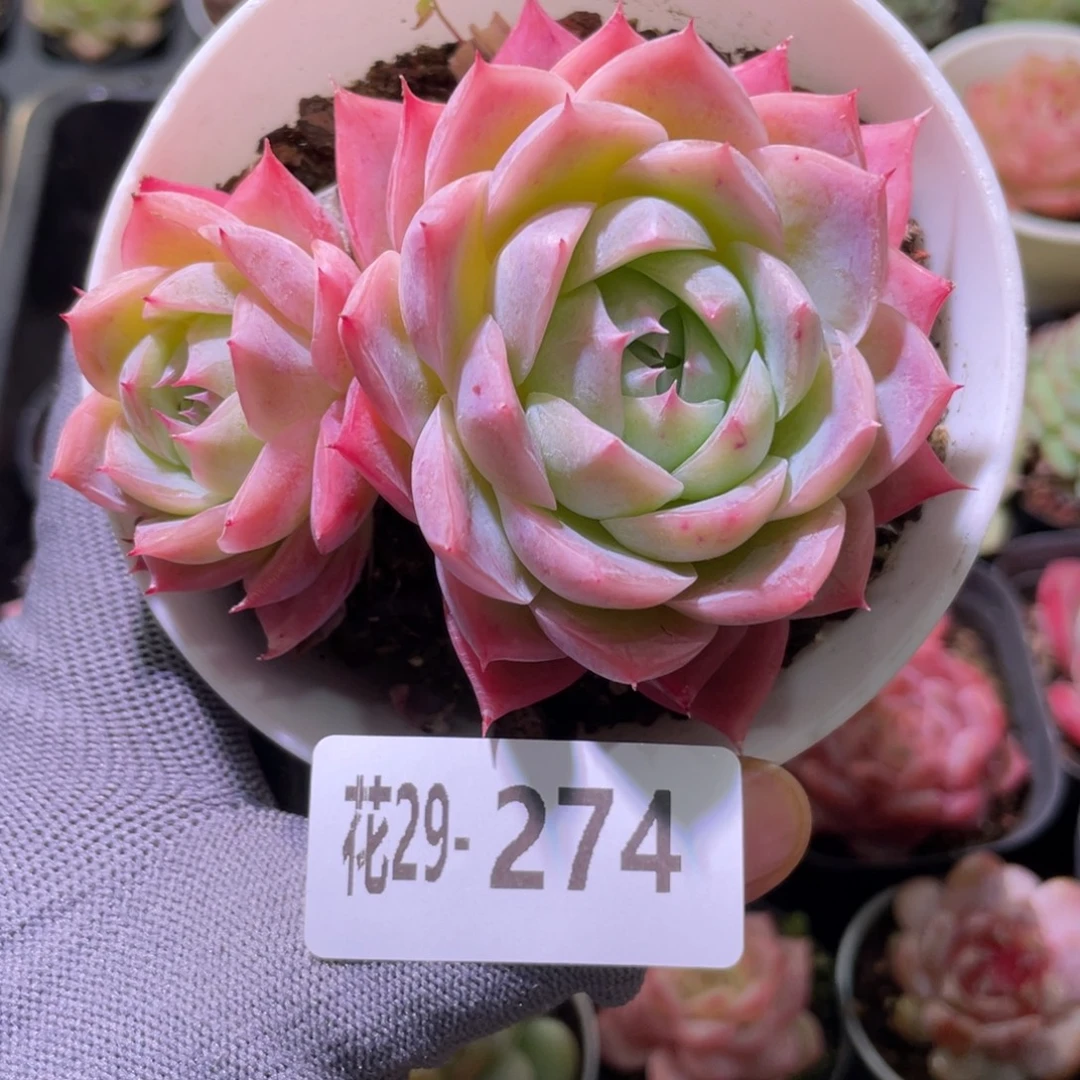 花利美29-274孤星