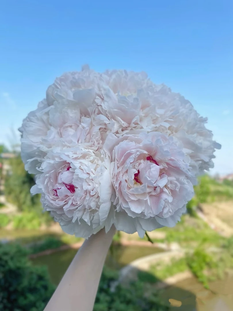 【芍药嘉年华】云南昆明鲜花基地直发鲜切花家庭插花云南直发鲜花