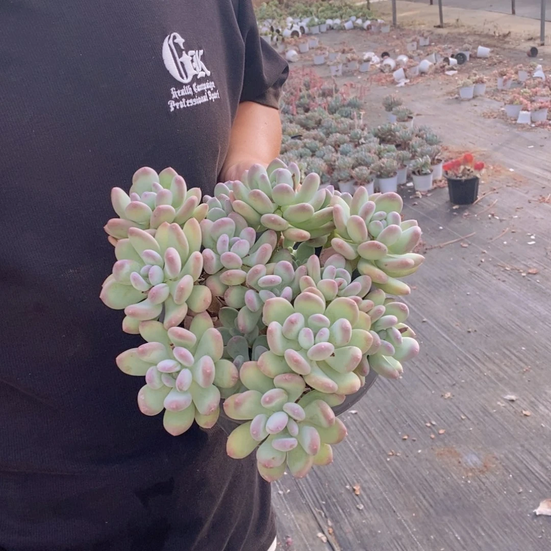 三日月美人十头起发，230杯