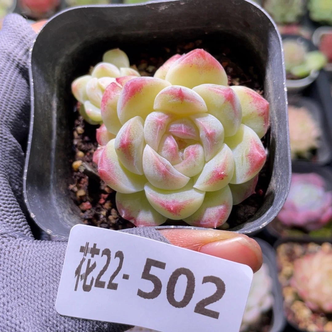 花利美22-502明月心