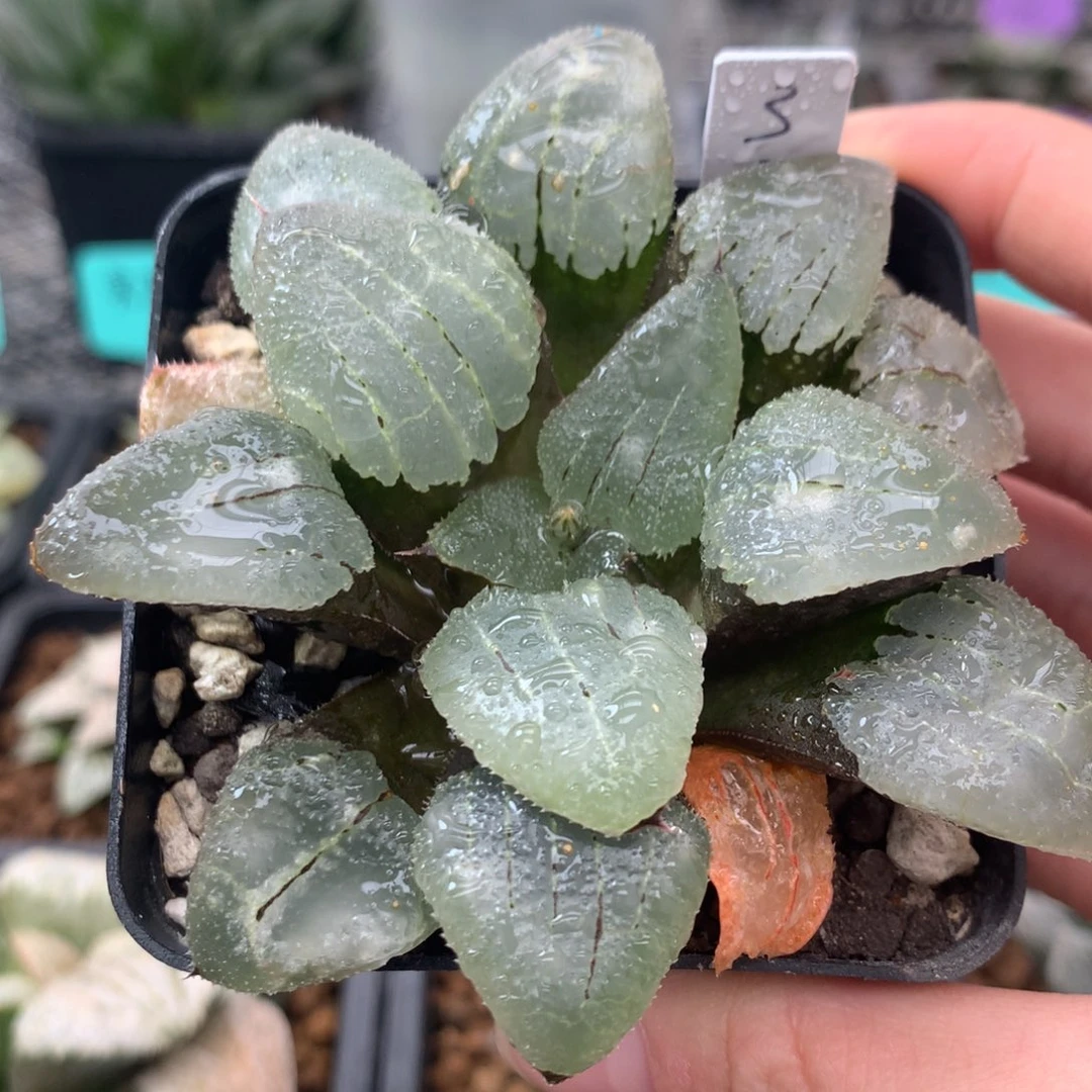 3号实生寿一物一拍