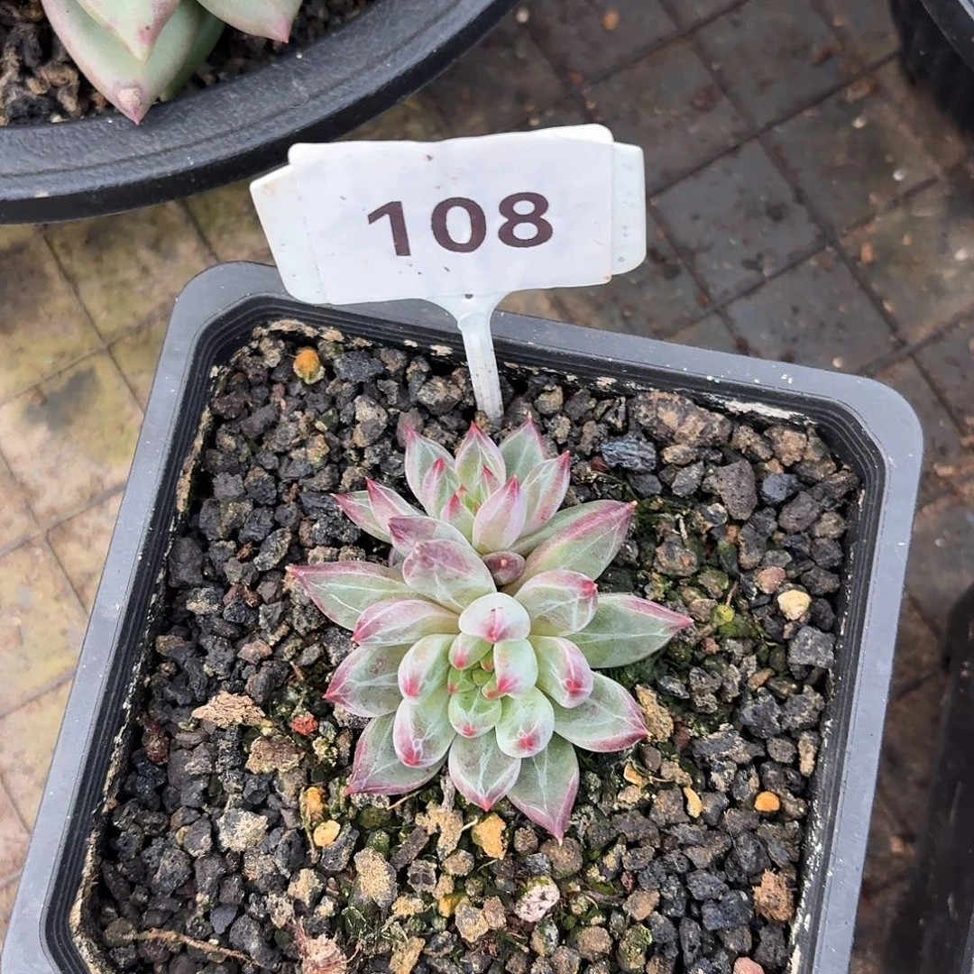 紫荆12345678990999011