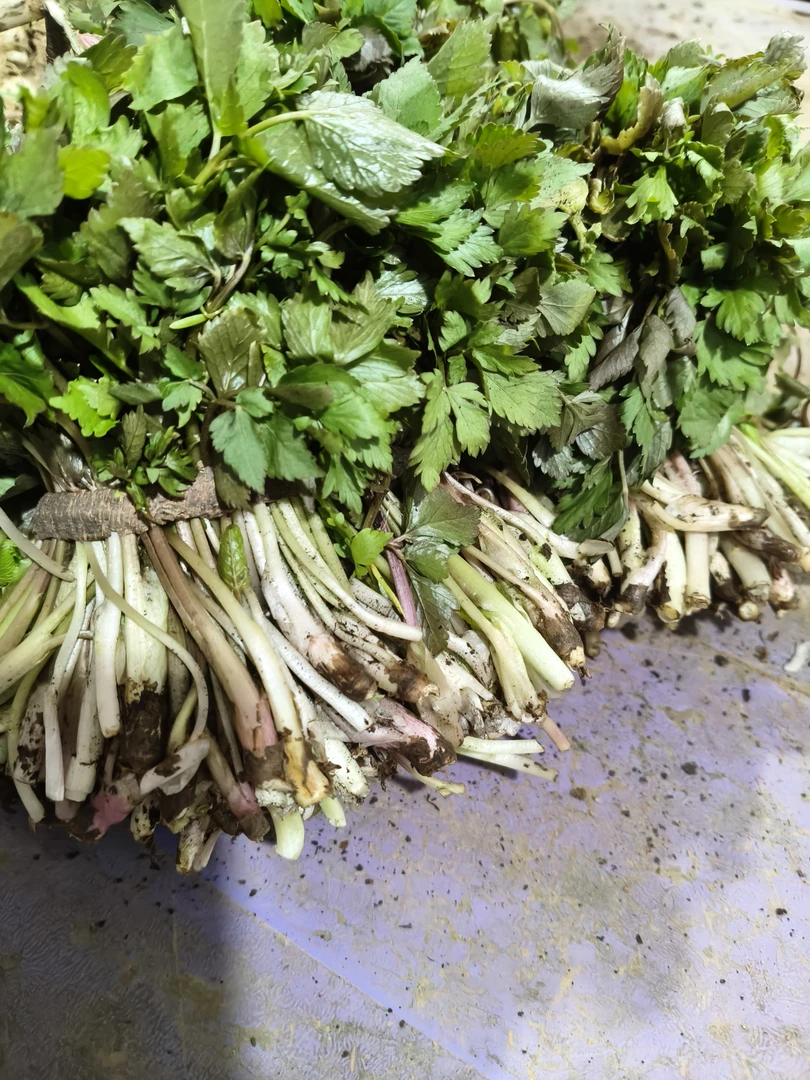 长白山松树镇野生的山芹菜。可以凉拌，可以炒着，可以包馅儿吃。