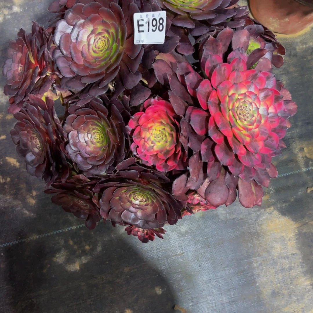 【闪购商品】19800