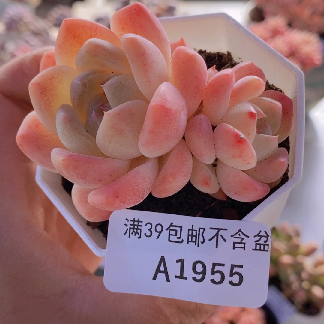 冰冰6cm1955多肉植物