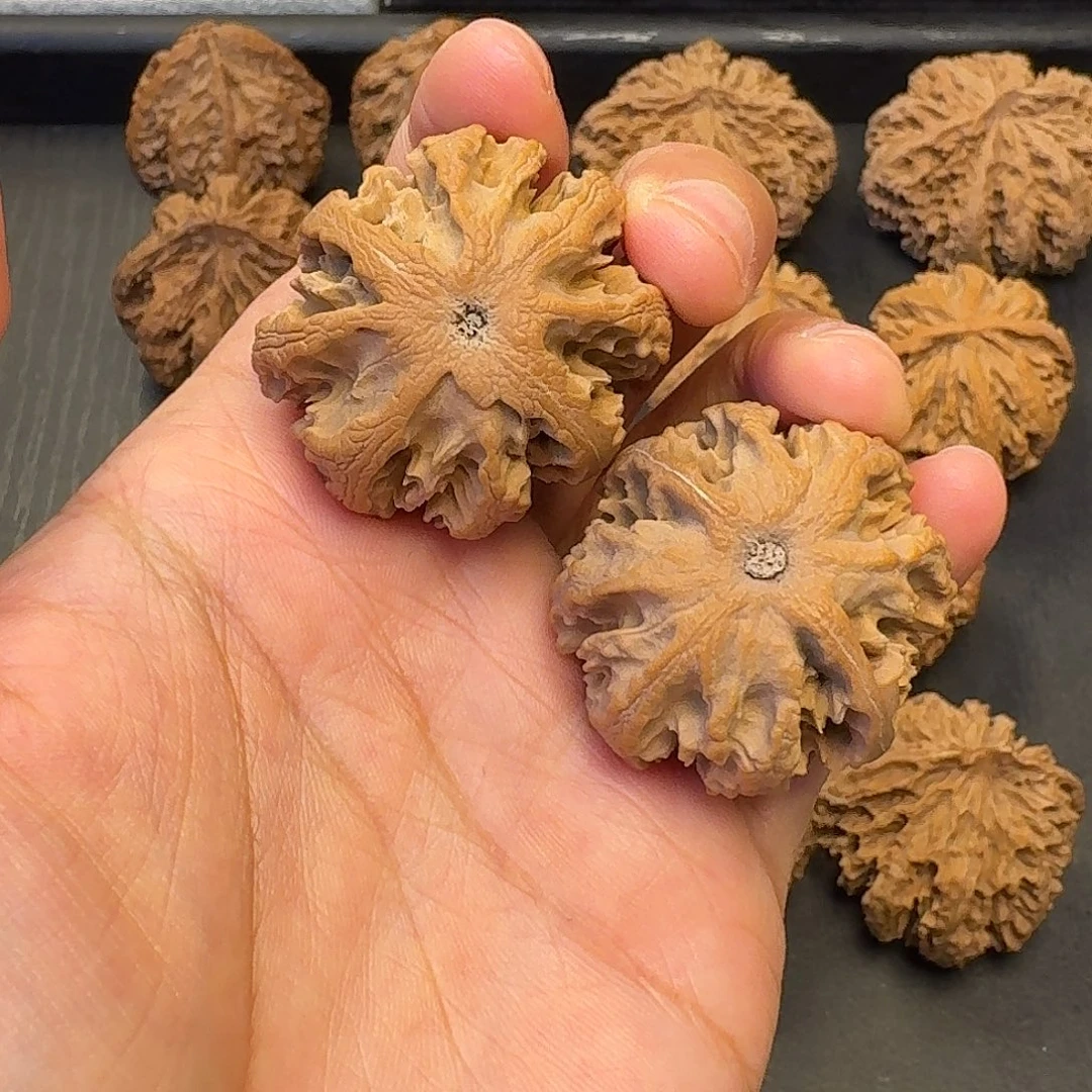 核桃突突突突突突突突突突突突突突