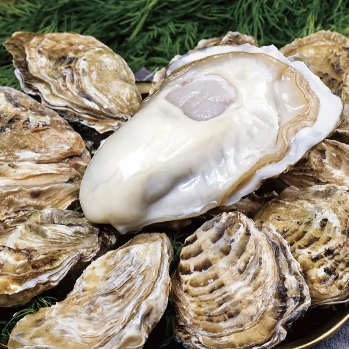 青岛生蚝三斤送两斤【到手五斤！】大蚝（10-15只左右）【聚餐烧烤】