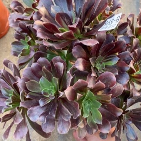 595欧若拉满25包邮多肉