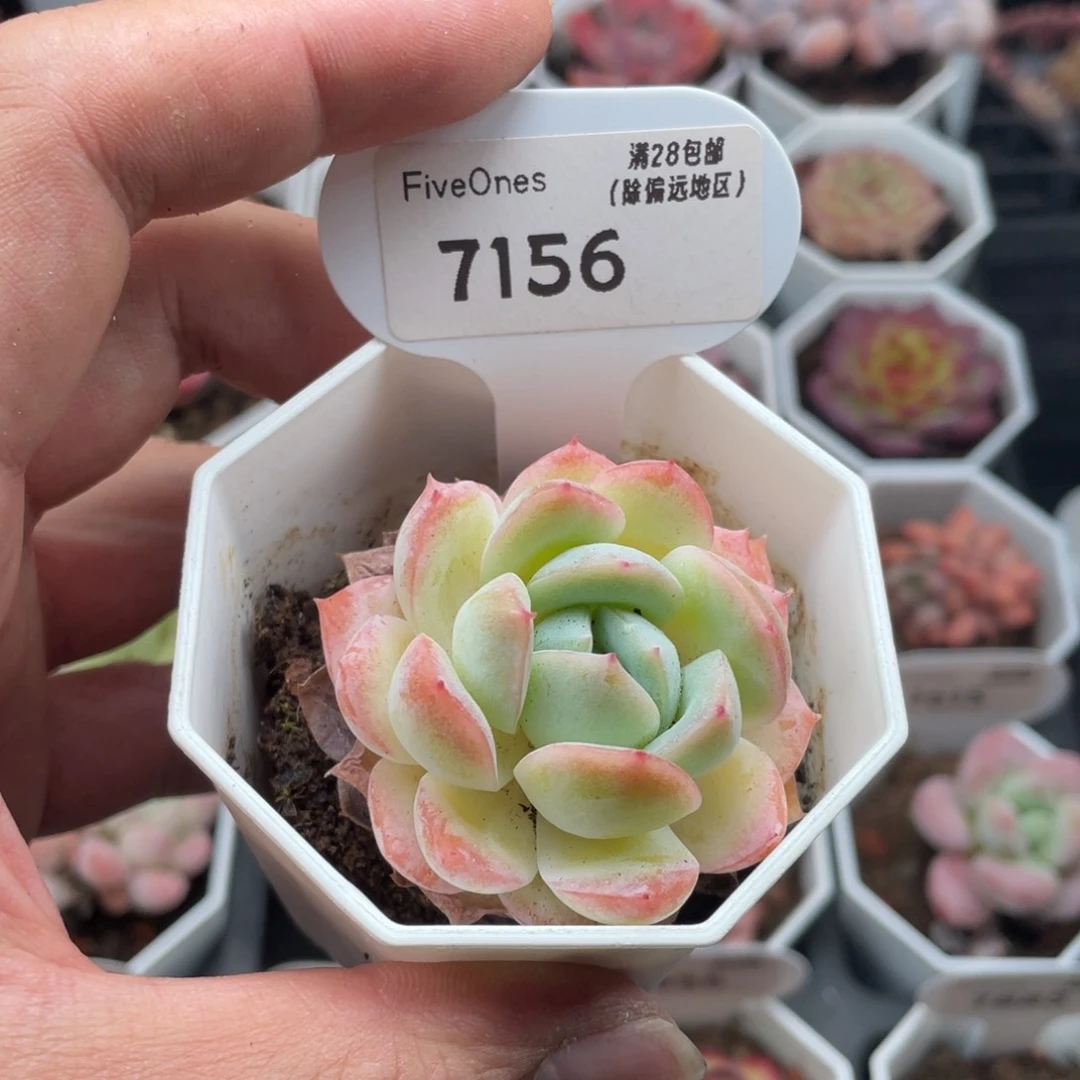 莎莎女王7156-5厘米