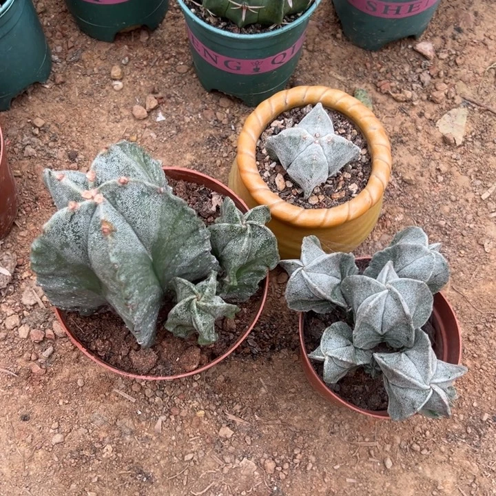 ****3吉祥如意等名家的书法精品