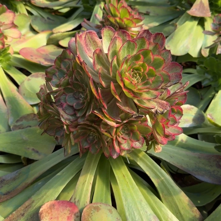 桃花坞嫁接捧花啊