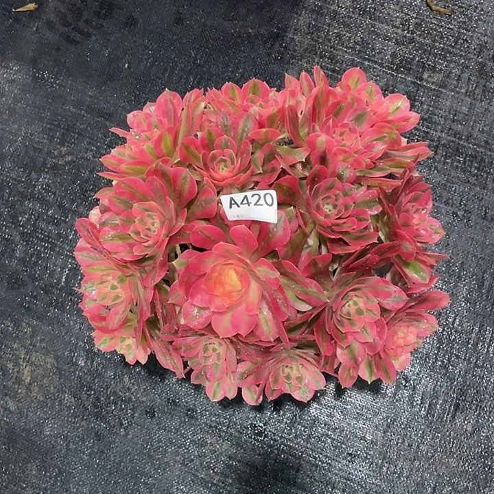 海*粉女巫多肉法师。 420