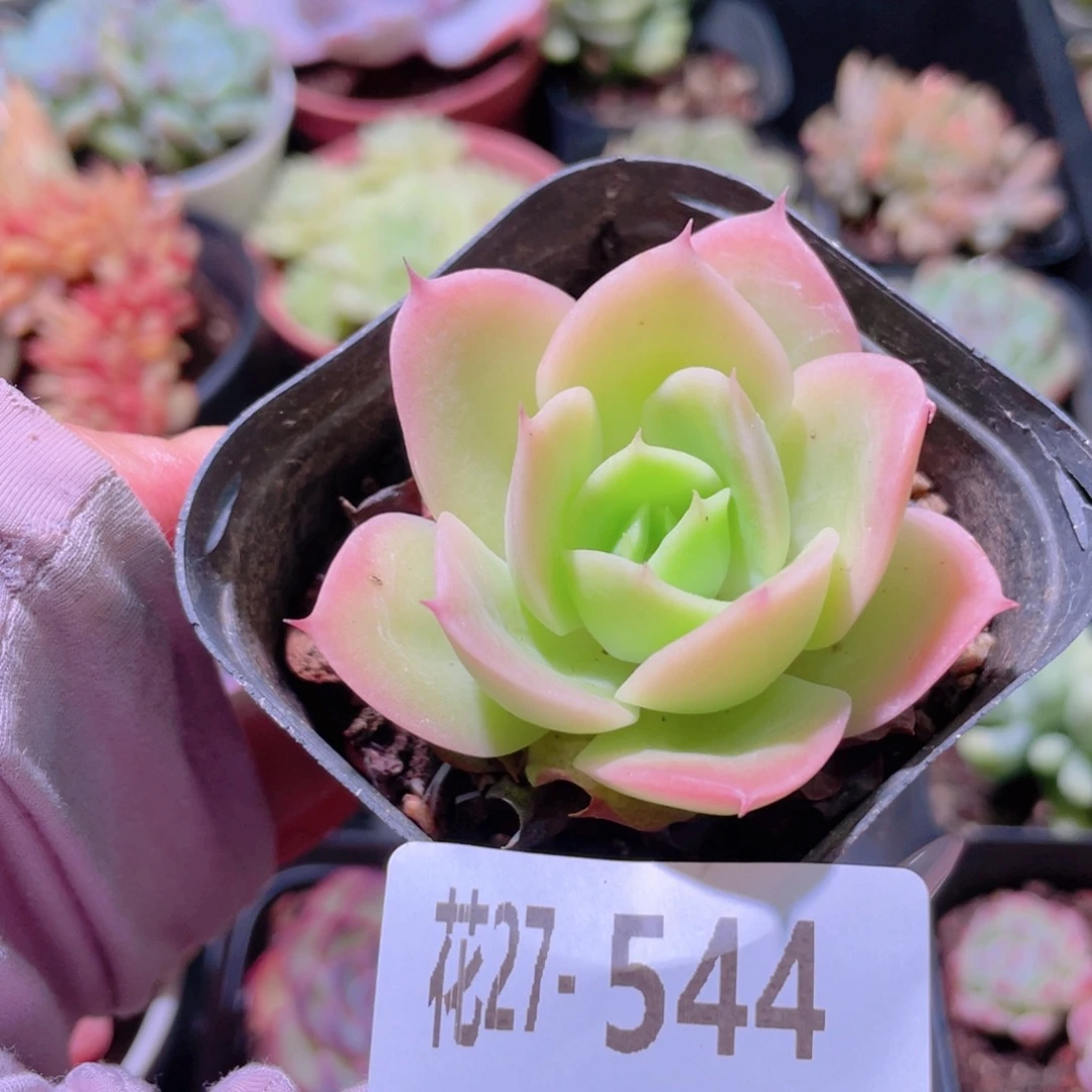 花利美27-544柠檬酸橙