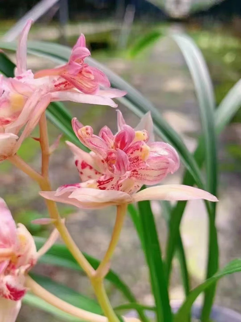 兰花直播 专属一物一拍 建兰蕙兰莲瓣兰春剑艺草兰花绿植花卉