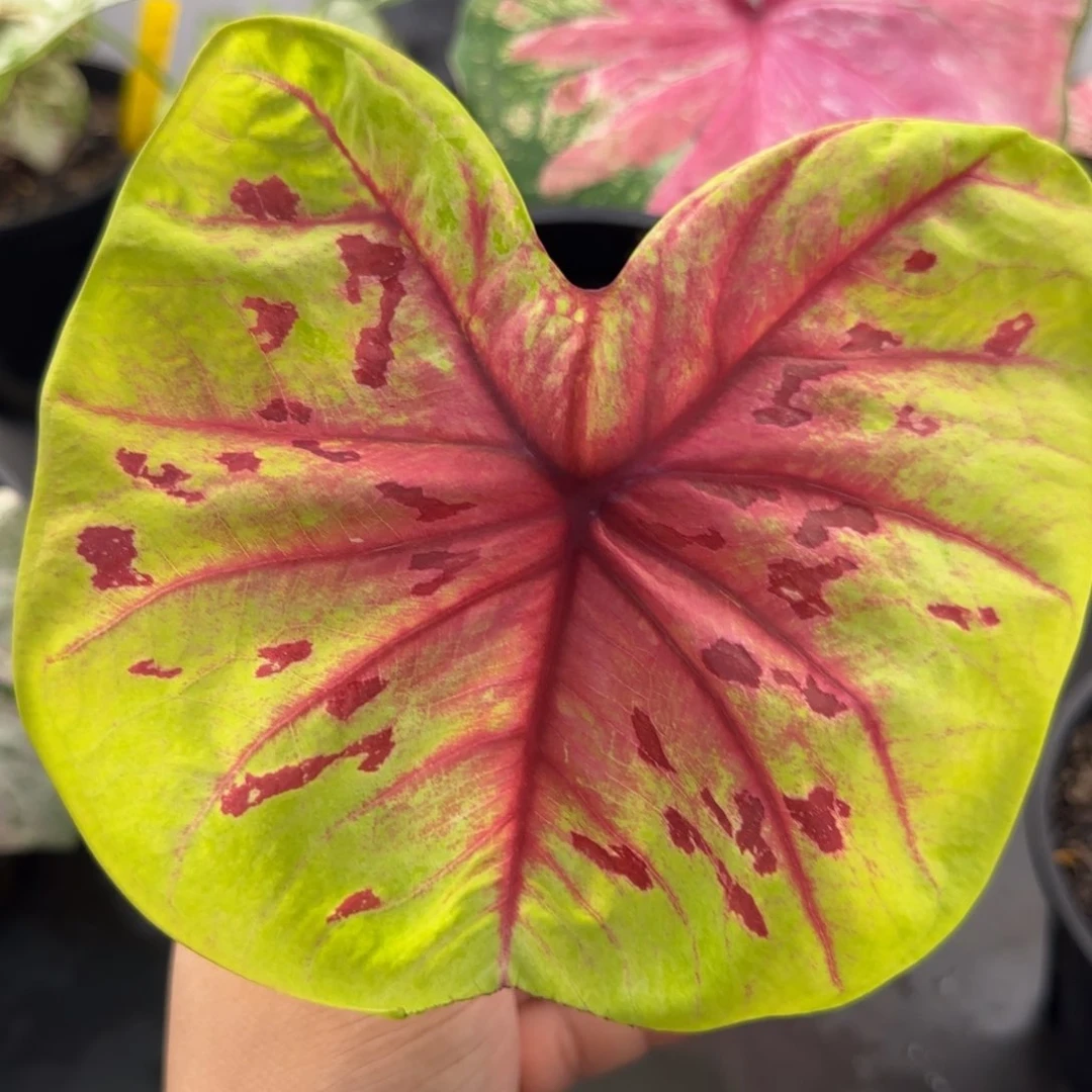 115-1013广东发货彩叶芋