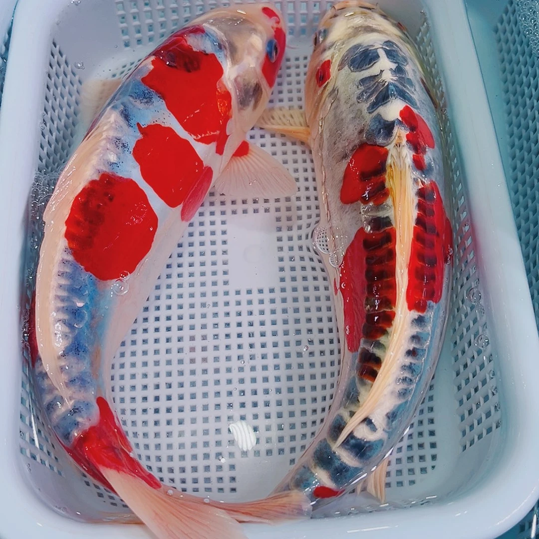 锦鲤锦鲤冷水观赏鱼105