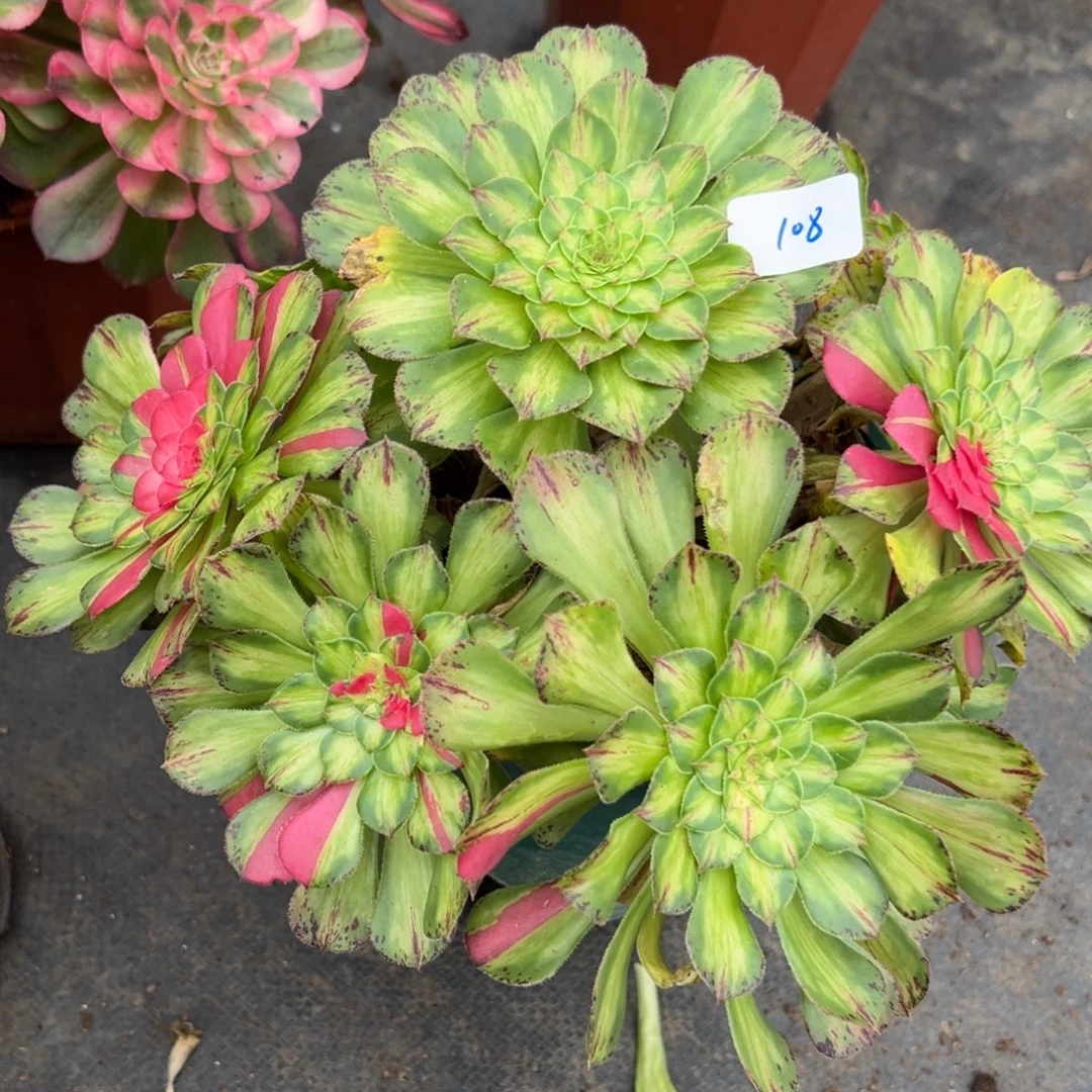 108知否多肉嘻嘻嘻