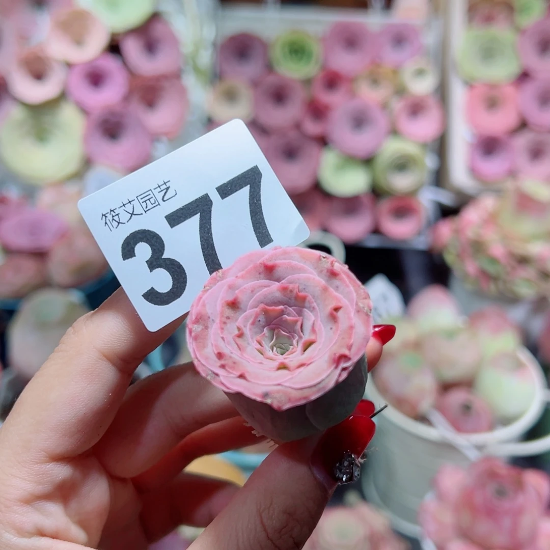 植***首377粉色蕾丝单棵。