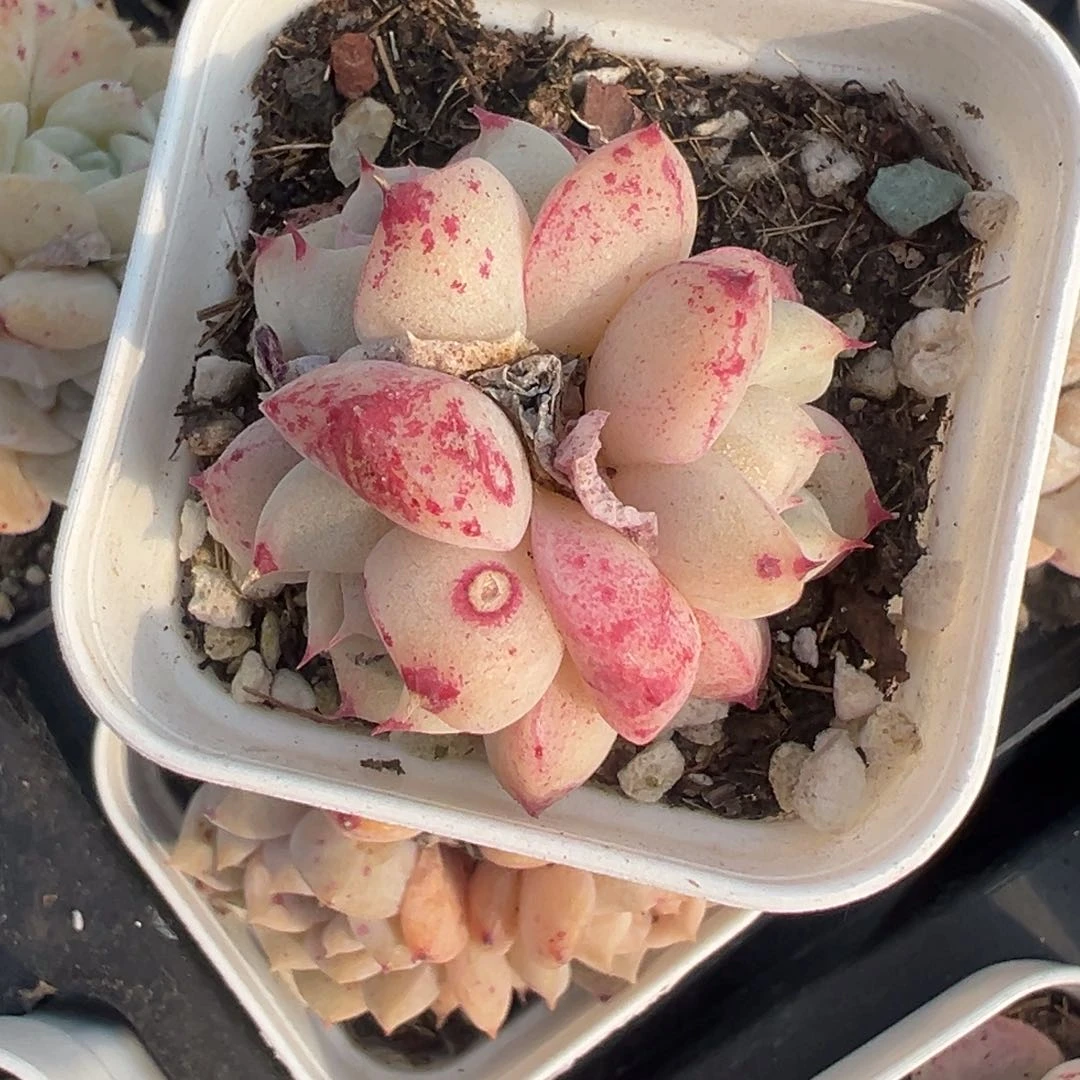 小卡拉米糖心一物一拍