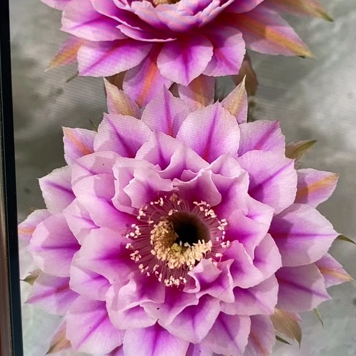 香香新一路莲花侧芽3公分左右