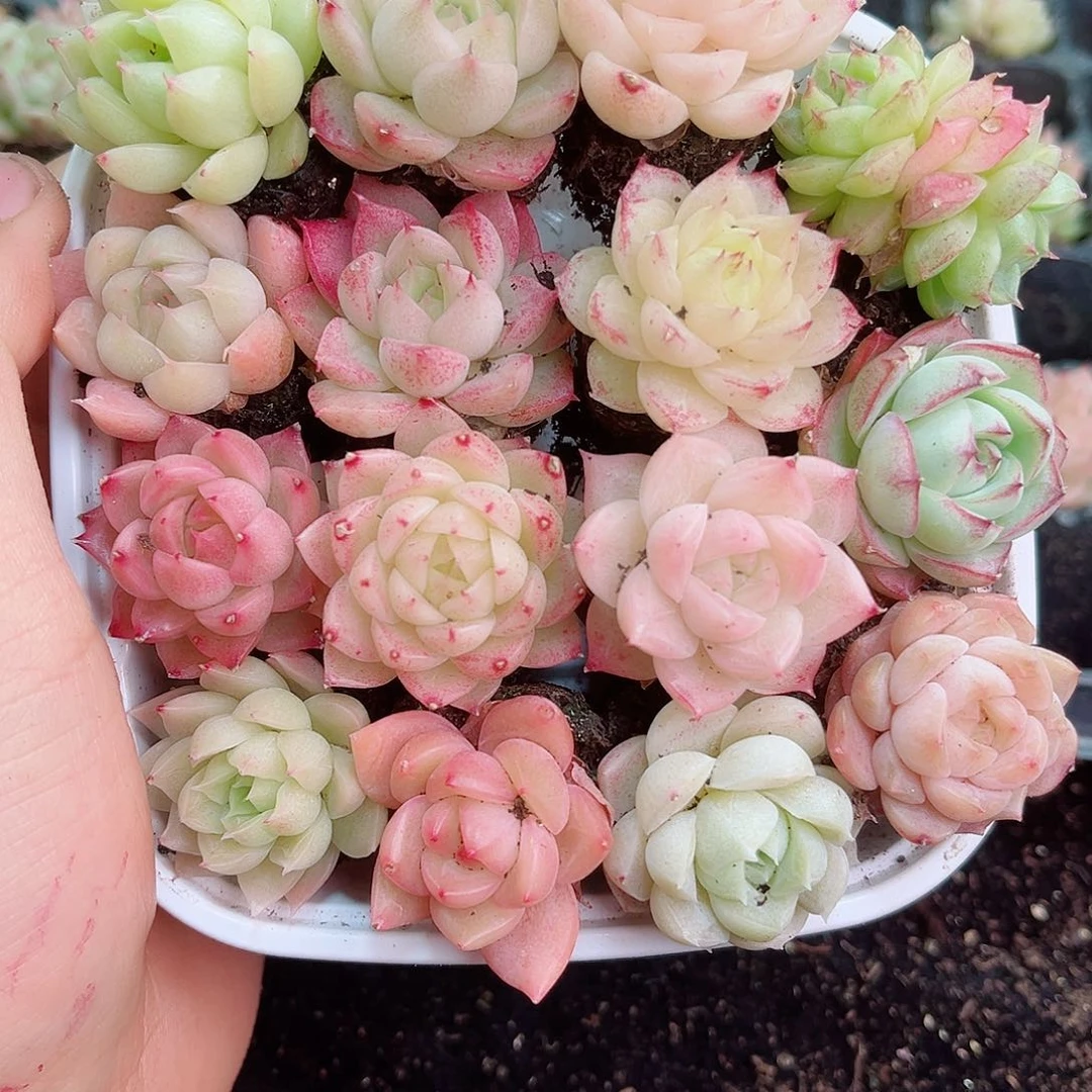 1-224 新疆西藏内蒙不发12.8包邮2-3公分多肉