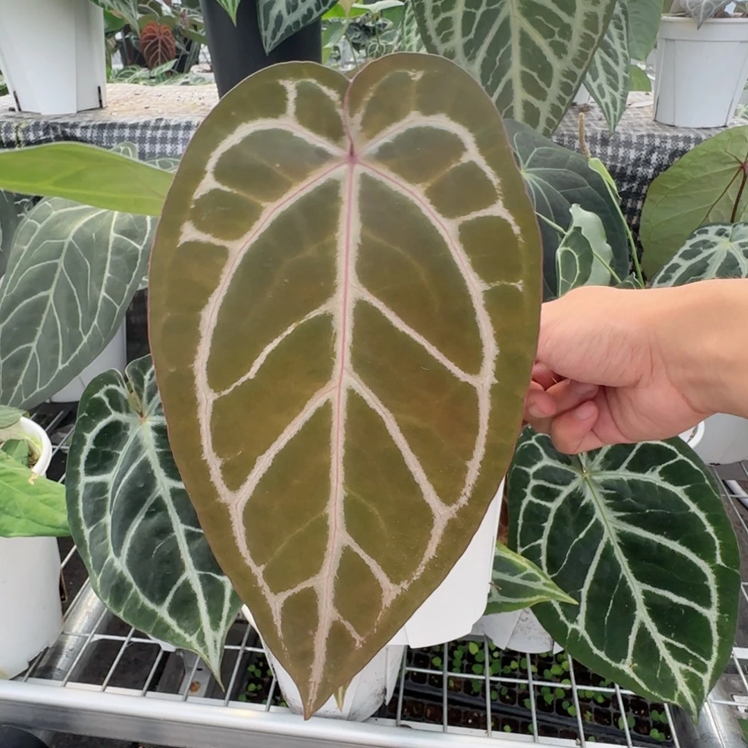 完全开放 紫水晶 大
