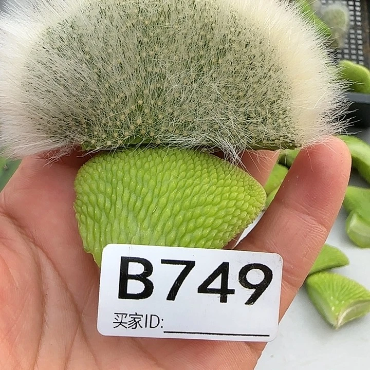 西*九尾狐缀化➕青蛇缀749