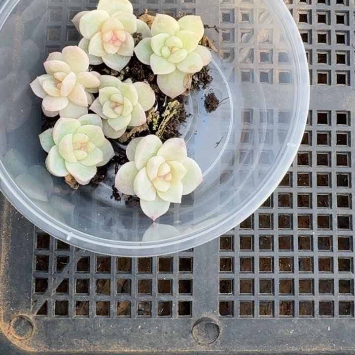 夕****179若梦饭盒一组六颗