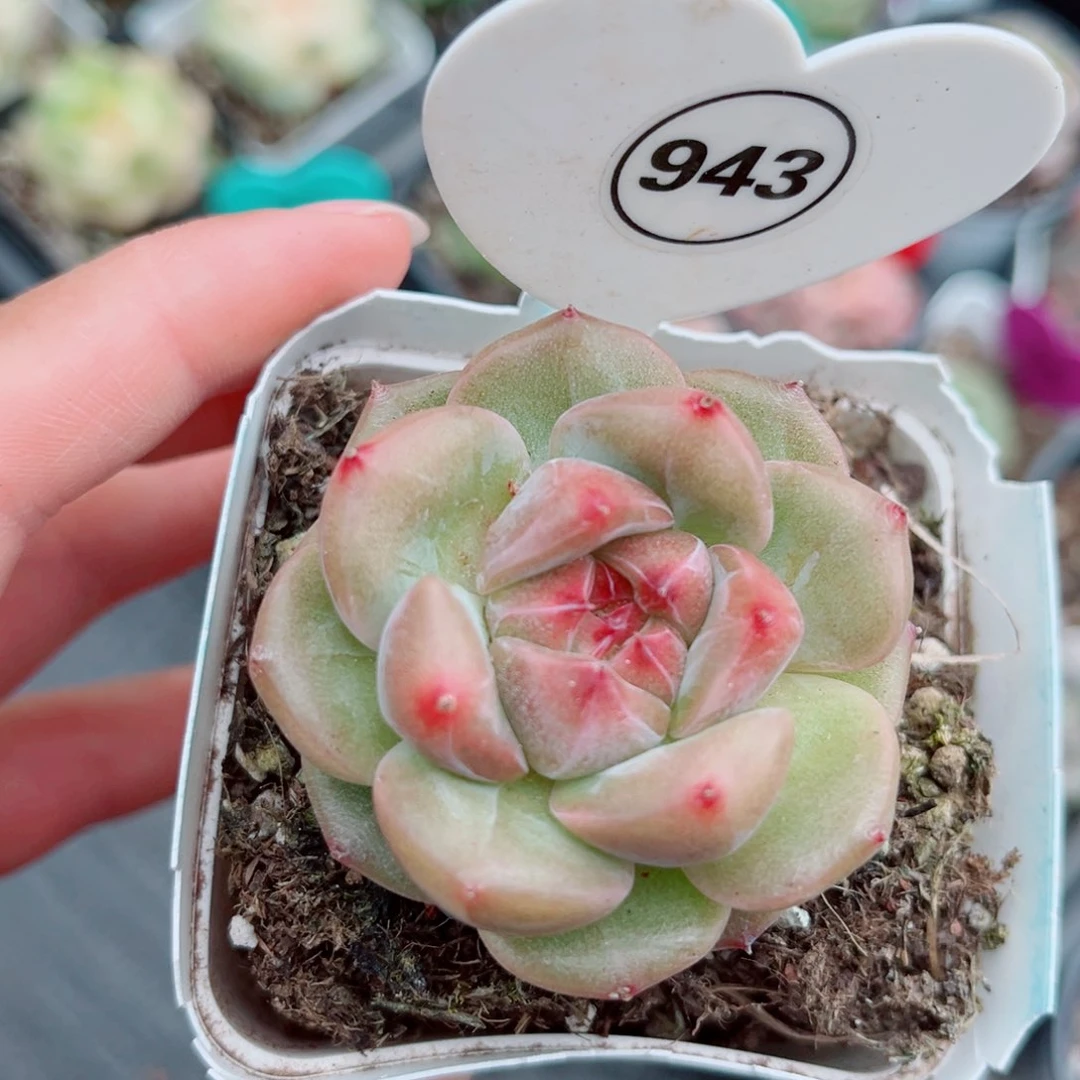 风靡园艺新品珍妮单头