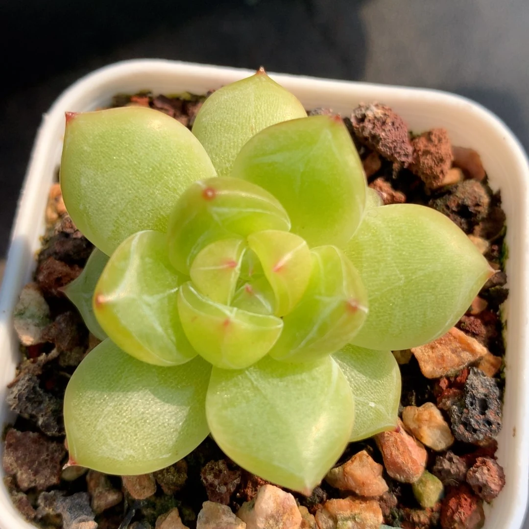 0628-518 珍妮优选