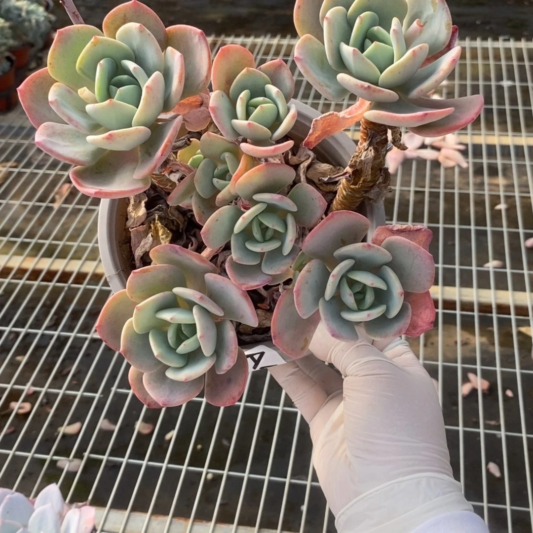 426白月光一物一拍