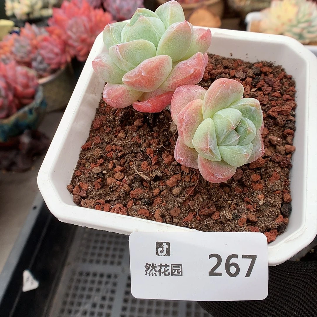 267冰玉多肉植物66663