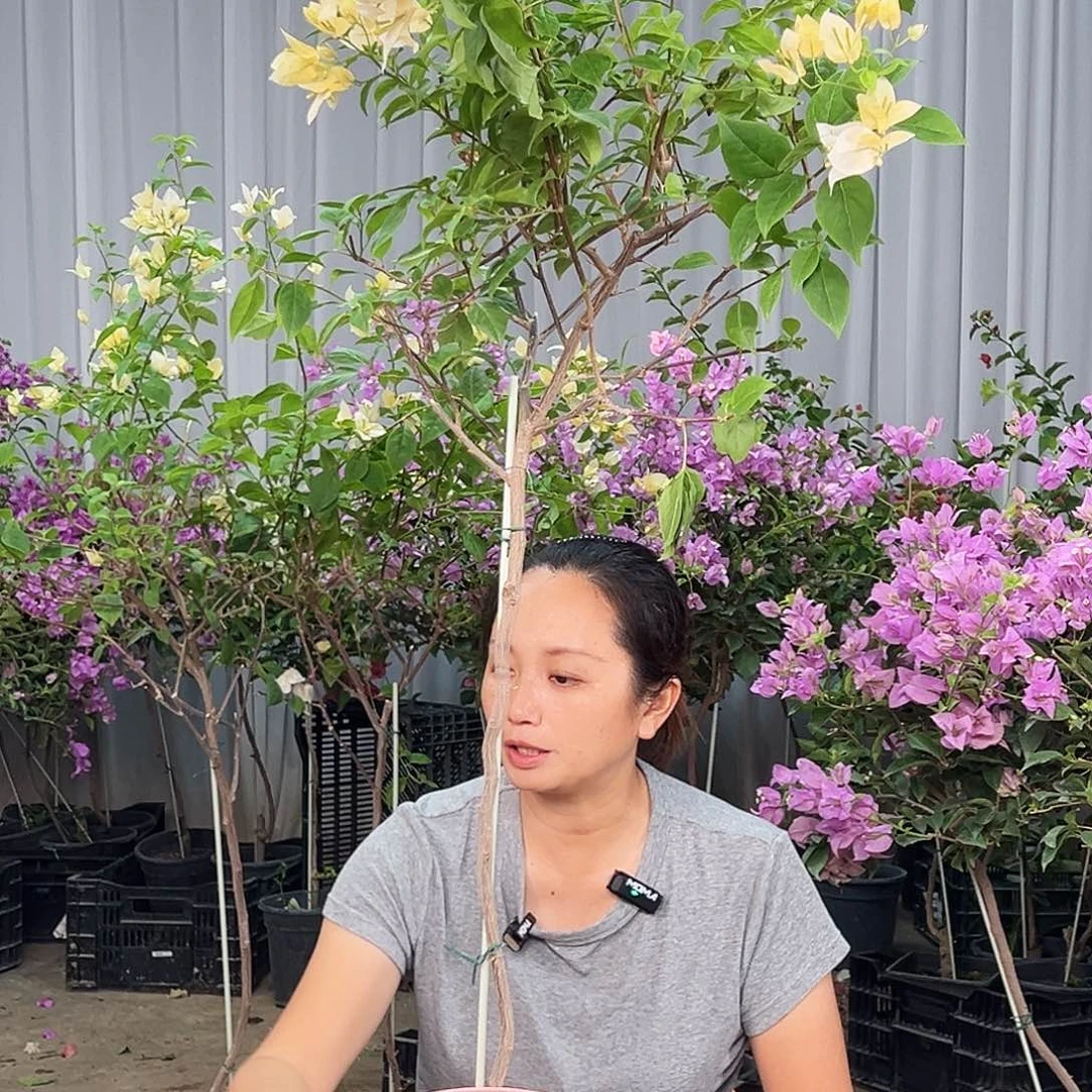 一***。大部分花苞少量开放L92苏瓦娜