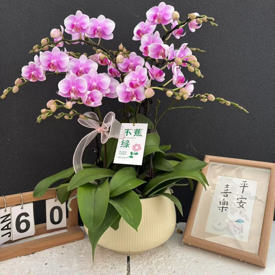 (糖果)蝴蝶兰高端精美艺术鲜花组盆花卉