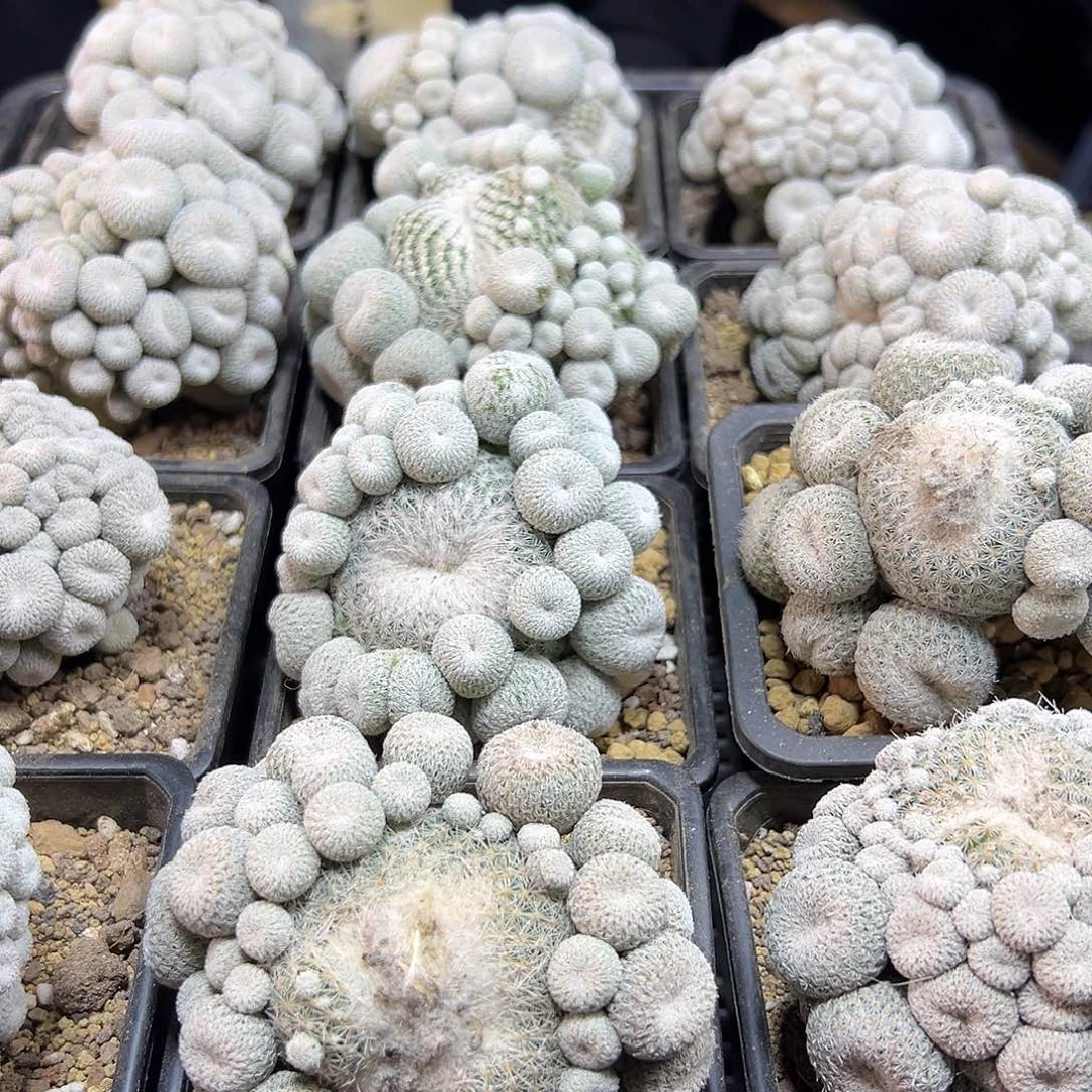 子吹月世界群根芽7公分带盆