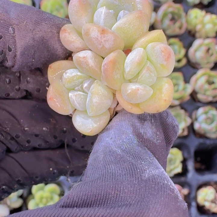 精品三头冰玉多肉