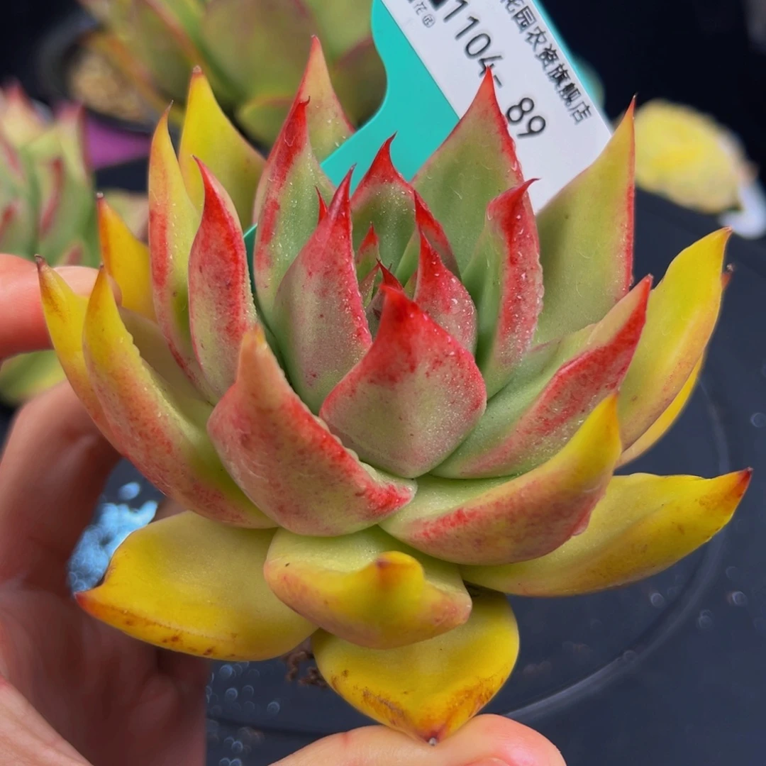 从前慢多肉编号1104-89