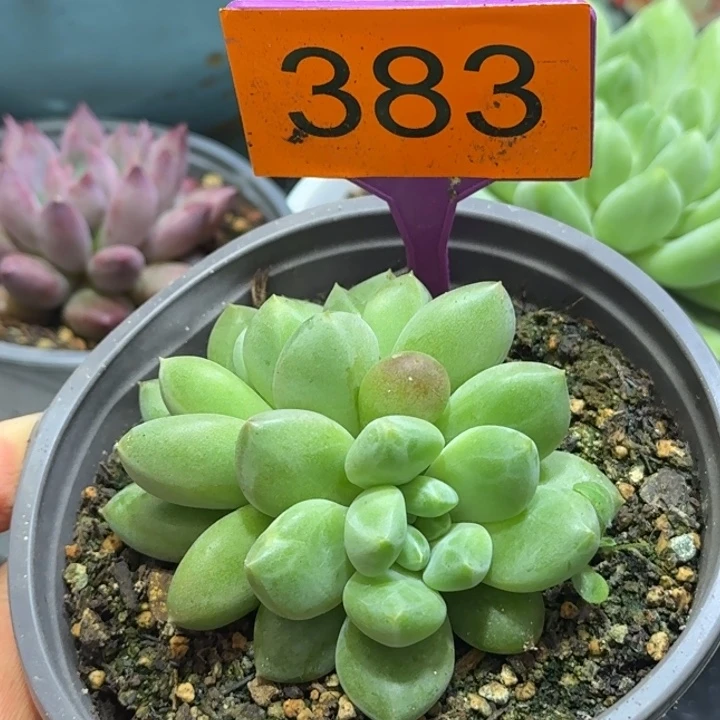 X系多肉植物一物一拍383