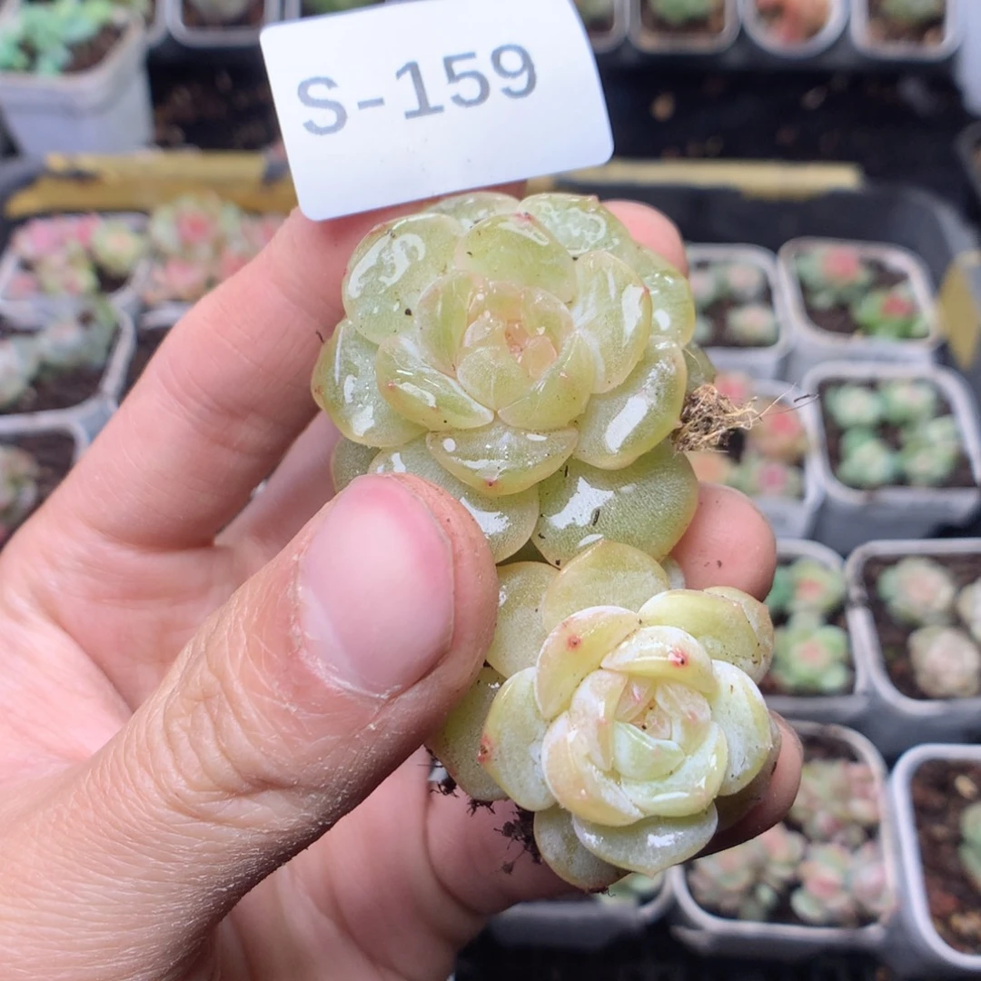 此***色无花朵S159yyyyyyyyy