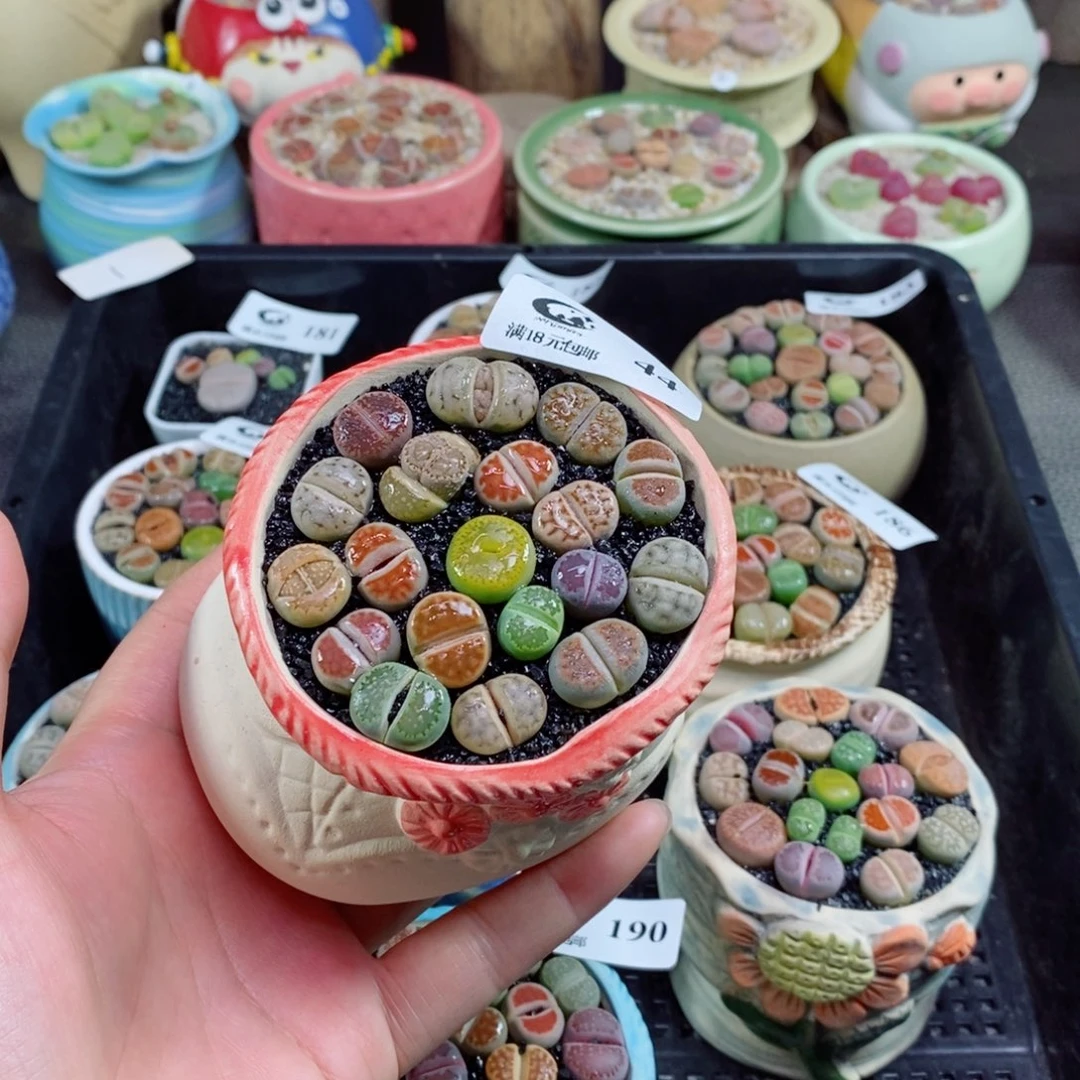 迷****熊精品生石花拼盆44