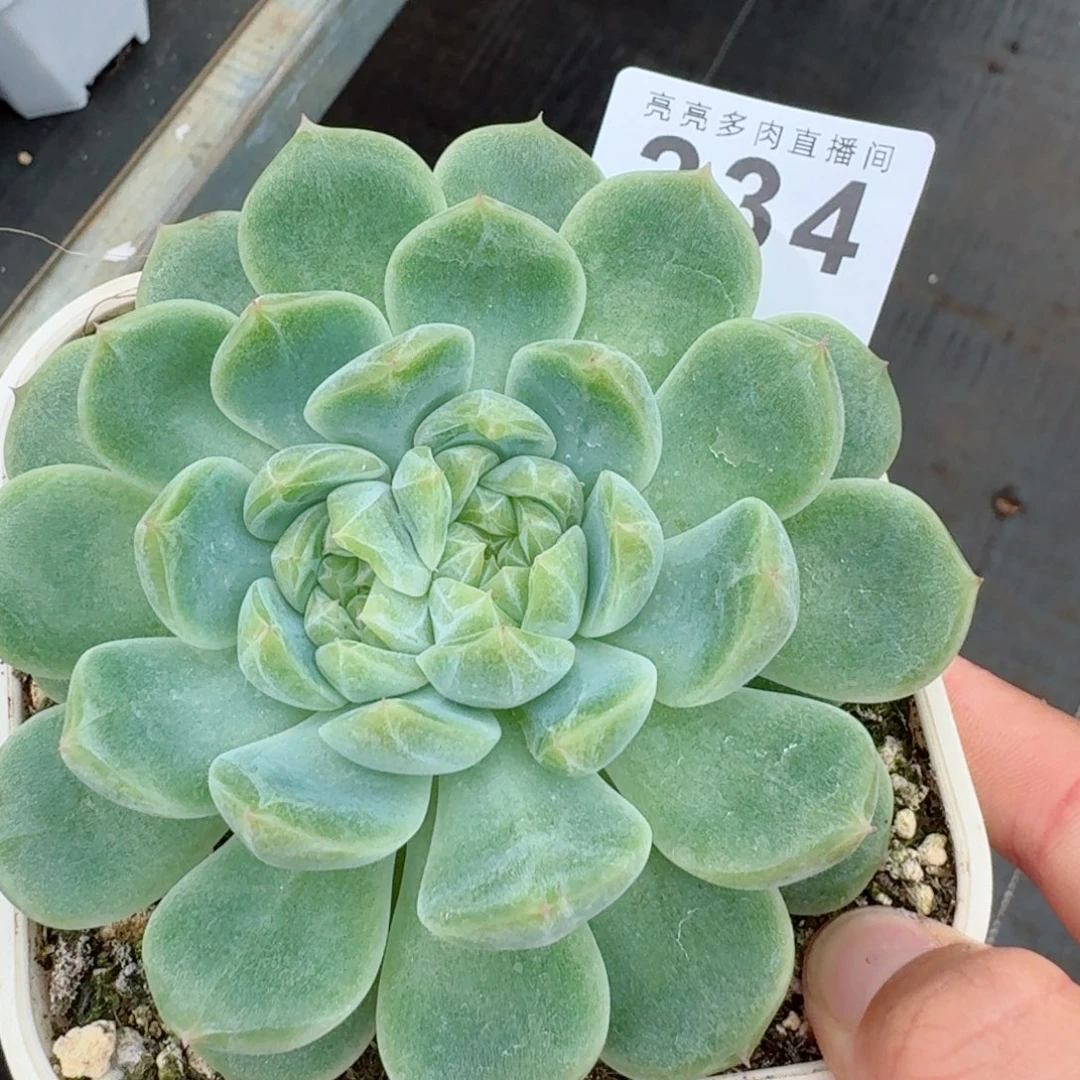 双心财富            精美多肉植物