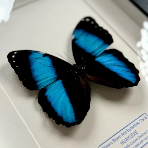 双列闪蝶真蝴蝶标本创意礼品情人节创意礼物送女友礼物