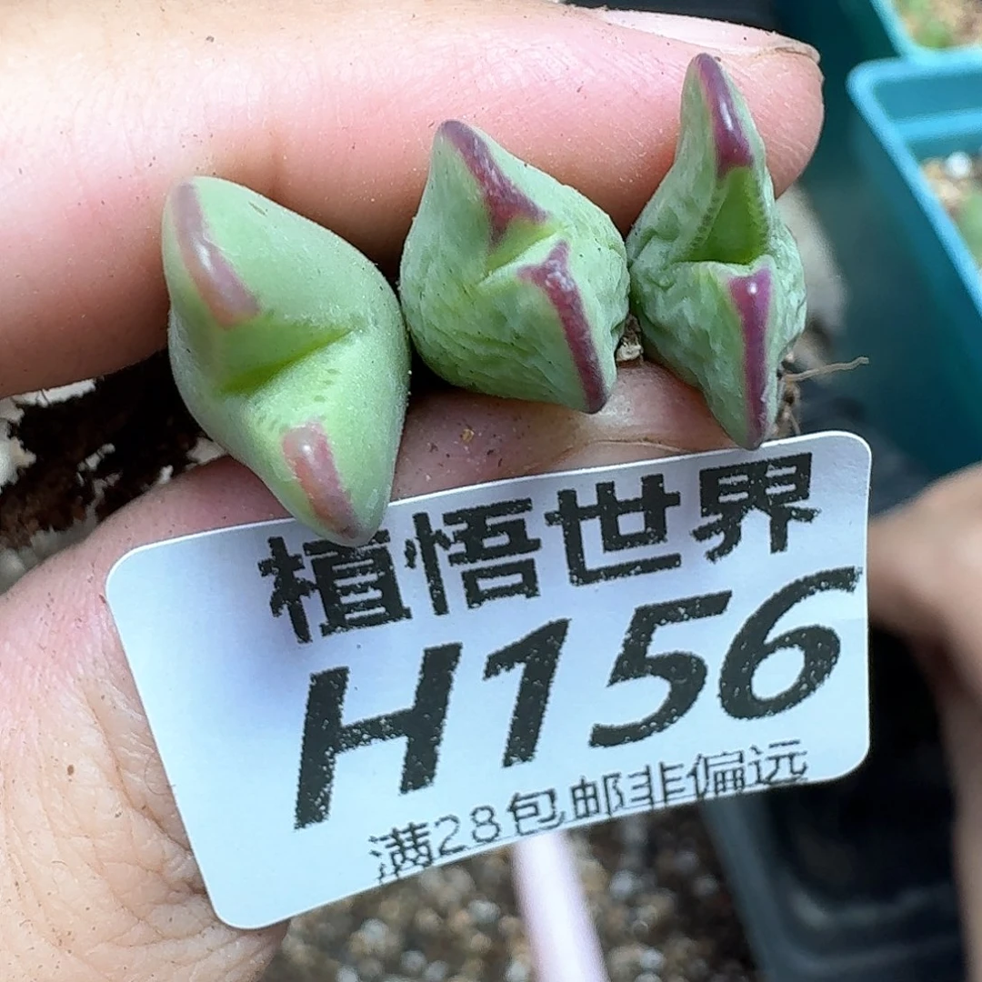 多肉植物的润泽发发