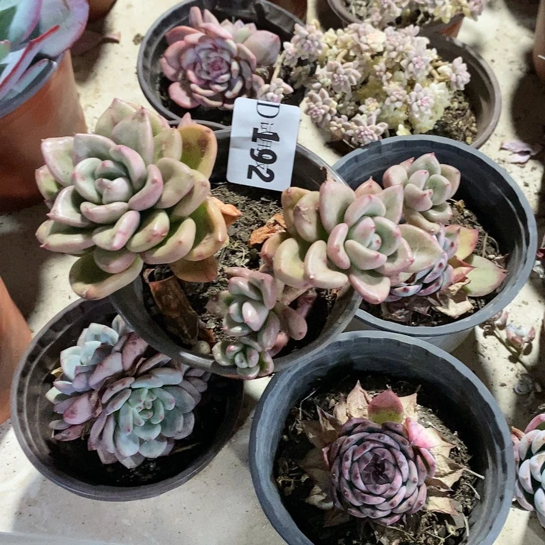 ?***g192鳄梨多肉植物