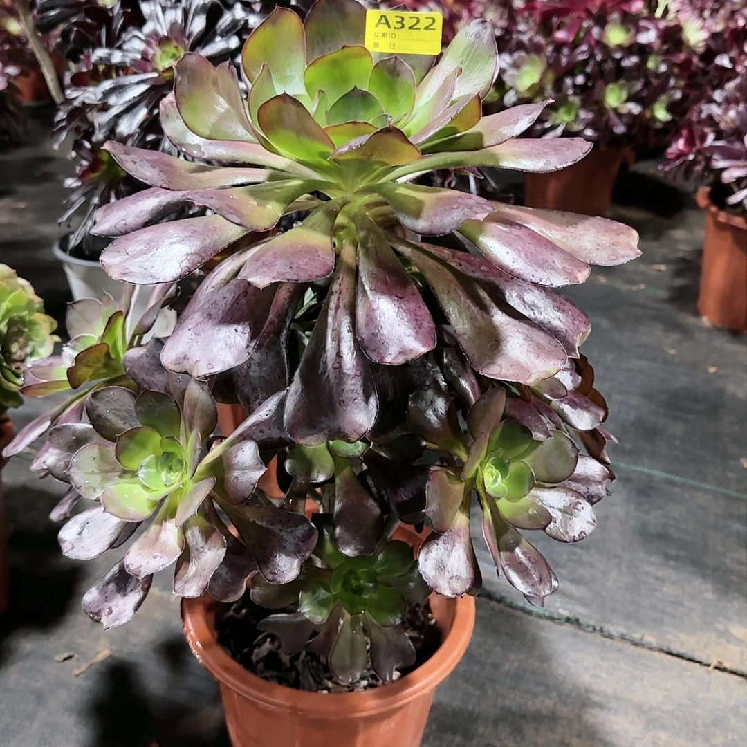 巫毒322多肉多肉